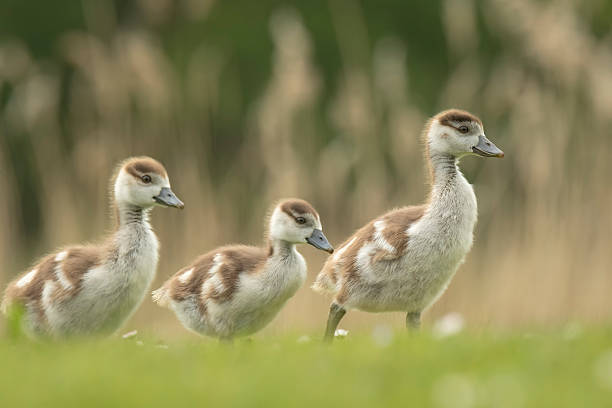 istock Egyptian Goose, Alopochen aegyptiacus chick 525739868