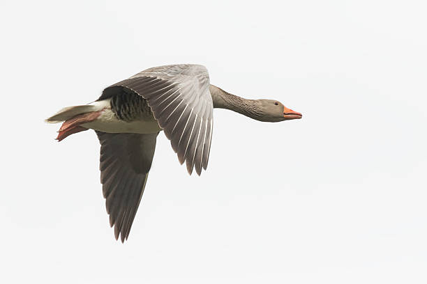 Greylag goose migrating Closeup of a greylag goose (Anser Anser) in flight on a white background anseriformes photos stock pictures, royalty-free photos & images