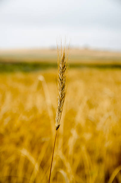 trigo - sepia toned field wheat sign fotografías e imágenes de stock