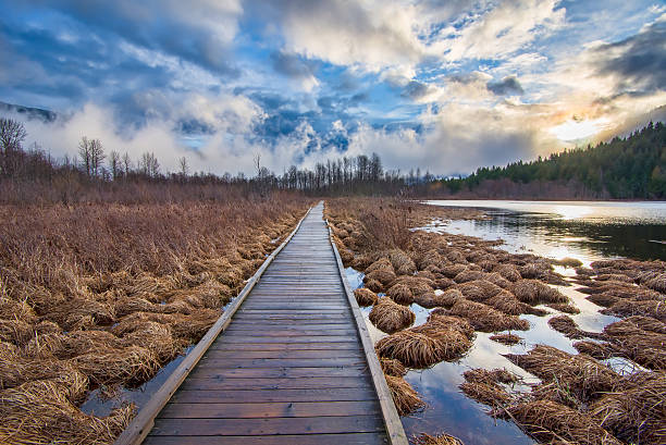 Boardwalk Leading To Forest Alongside Lake Lake and sunset with boardwalk leading into forest. pemberton bc stock pictures, royalty-free photos & images