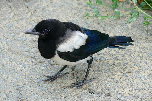 first walking of a magpie (Pica Pica) chick out of the nest on asphalt road.