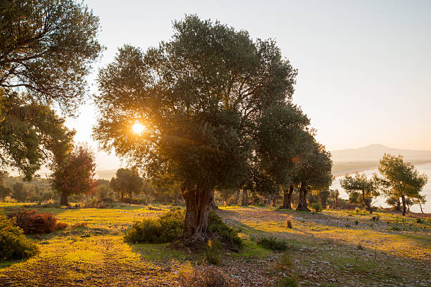 oliviers, paysage de nature - spanish olive photos et images de collection