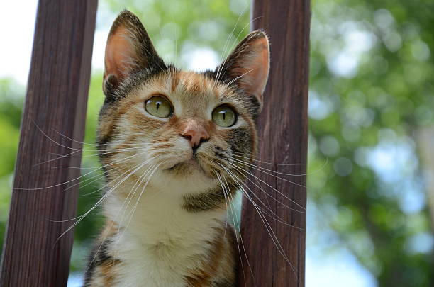 Calico cat looking into the distance