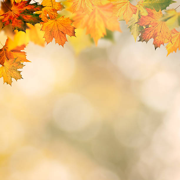 istock Abstract autumnal backgrounds wit yellow maple foliage 525740441