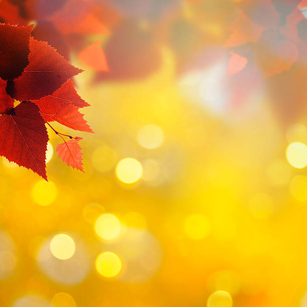 istock Abstract autumnal backgrounds with birch foliage 525740529