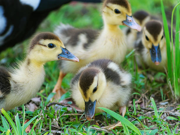 istock Five young ducks standing together in Minas Gerais, Brazil. 525740649