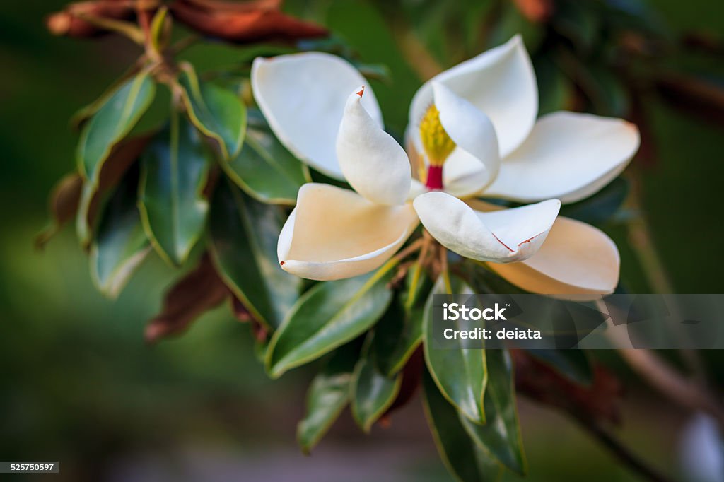 Magnolia flower Beautiful white magnolia flower Beauty In Nature Stock Photo