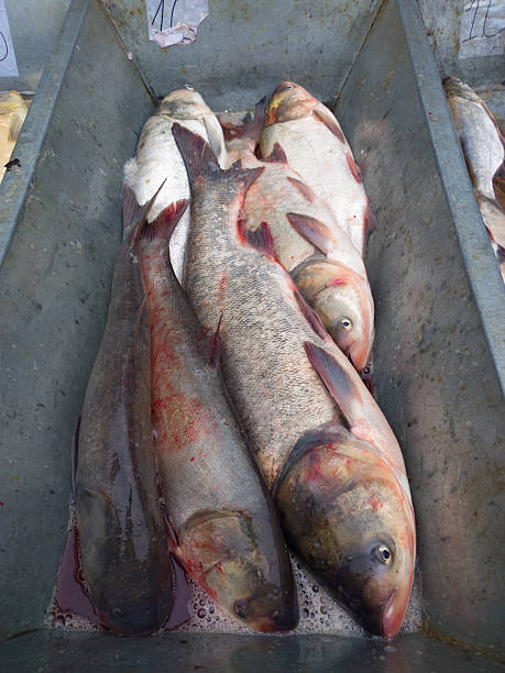 istock Fish at the market. 525751217