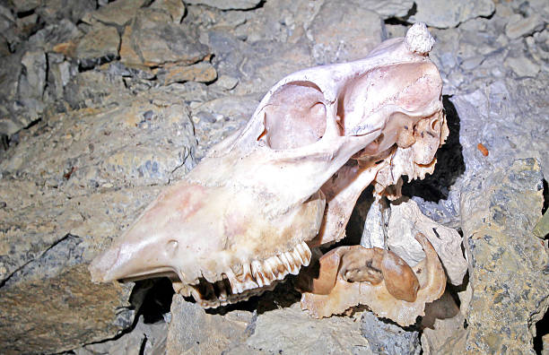Skulls and bones in Stanisovska cave - Low Tatras mountains, Slovakia
