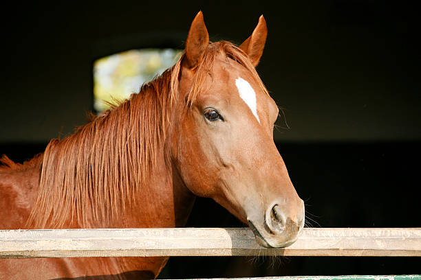 cavallo di razza esaminando stabile portiera - head quarters foto e immagini stock
