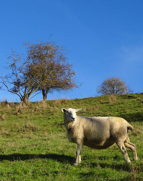 istock Welsh Mountain sheep / white lambs, green field / hill, blue sky 525752577