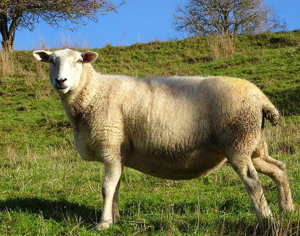 istock Welsh Mountain sheep / white lambs, green field / hill, blue sky 525752599