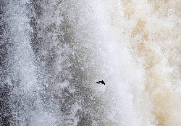 The Great dusky swift has its nest behind the waterfall in Iguazu Falls.