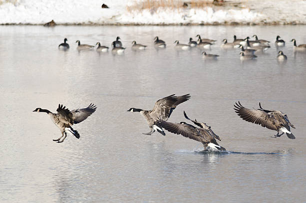 istock Canada Geese Landing on a Winter Lake 525753565