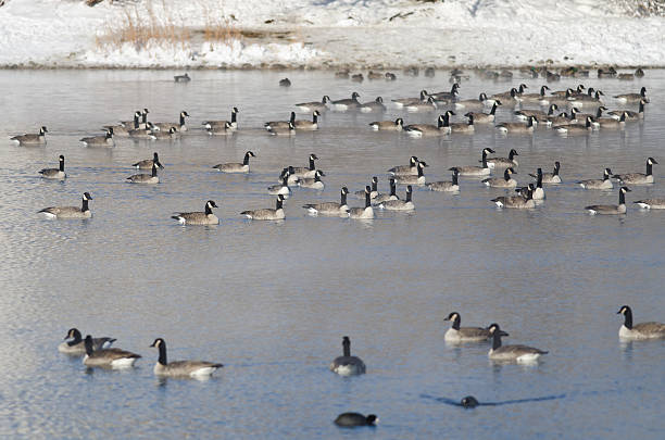 istock Flock of Canada Geese Resting on a Winter Lake 525753571