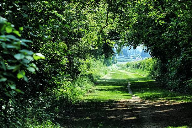 istock Tunnel of green 525753575