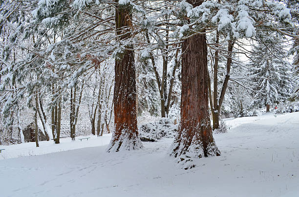 istock Winter in Sequoia National Park 525753713