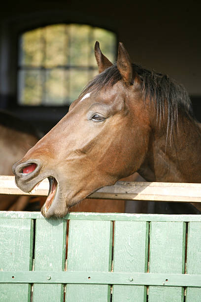 istock Chestnut youngster standing  in the stall 525754003