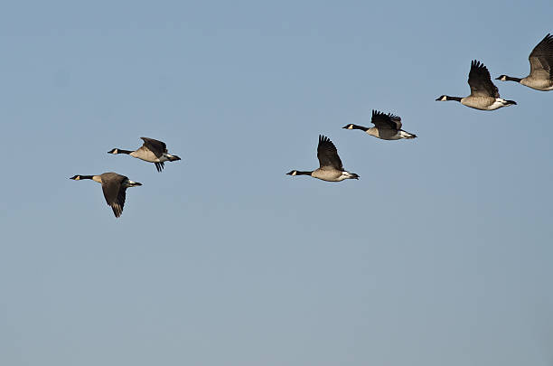 istock Flock of Canada Geese Flying in a Blue Sky 525754585