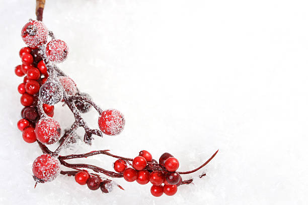 istock Icing branch with red rowanberries and rose hips on snow 525754665