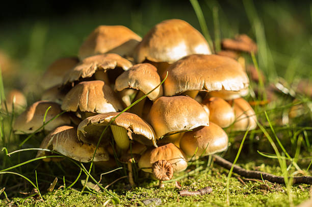 istock cluster of small mushrooms 525754739