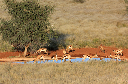 Some springbok drinking in the waterhole, Namibia