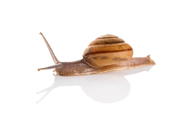 Photo of Garden snail isolated on white background.