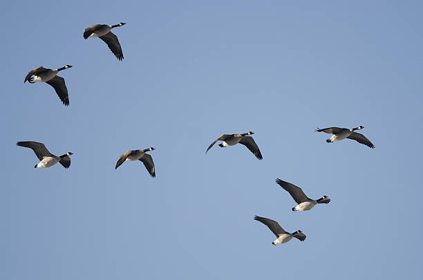 istock Flock of Canada Geese Flying in a Blue Sky 525755051