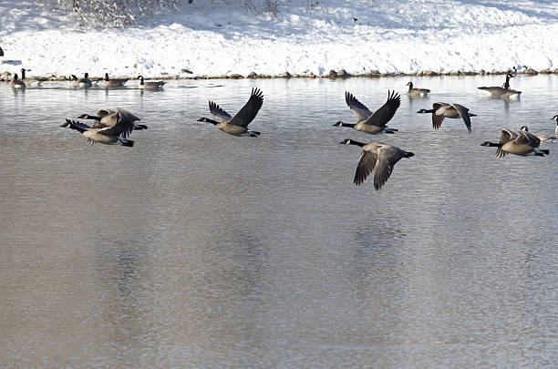 istock Canada Geese Taking to Flight from a Winter Lake 525755071