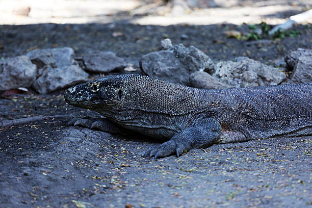 istock Indonesia: Komodo Dragon on Rinca Island 525755105