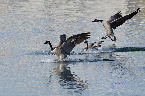 istock Three Canada Geese Landing on Winter Lake 525755109