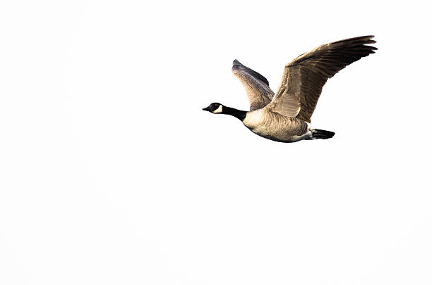 istock Canada Goose Flying Against a White Background 525755135