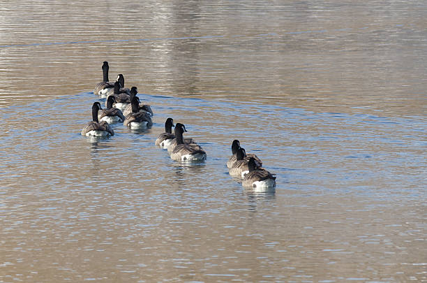 istock Canada Geese Looking to Right While Swimming on Lake 525755143