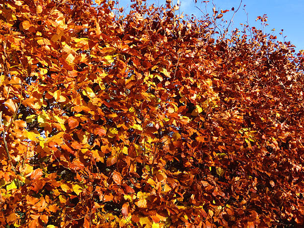 istock Beech tree hedge (fagus sylvatica), dried brown autumn leaves / fall-colours 525755589