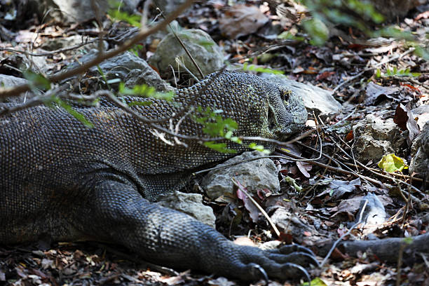 istock Indonesia: Komodo Dragon on Rinca Island 525755617