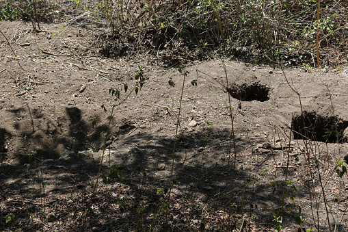 A Komodo Dragon (Varanus komodoensis) nest on Rinca Island, one of the five islands that the species is found. It is the largest lizard in the world, growing up to 3 metres in length.