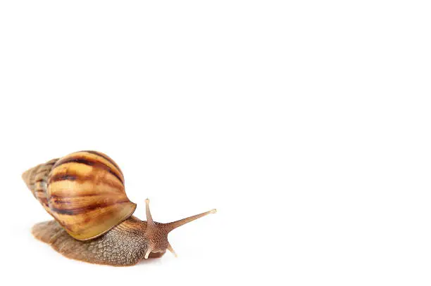 Photo of Garden snail isolated on white background.