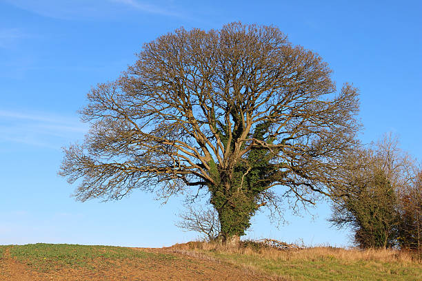 istock Large sycamore tree in countryside field, winter, deciduous, no leaves 525756529
