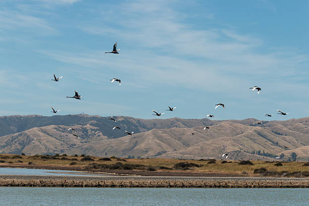 flock of black swans in flight
