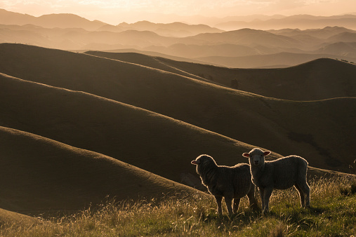 backlit sheep grazing on Wither Hills in New Zealand
