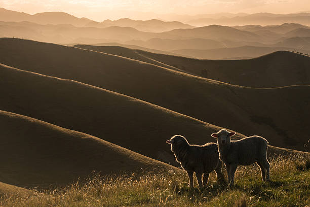 iluminação de ovinos pastando em wither hills - blenheim - fotografias e filmes do acervo