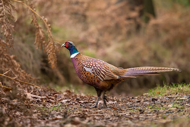 яркий многоцветный в естественной среде обитания - pheasant hunter стоковые фото и изображения