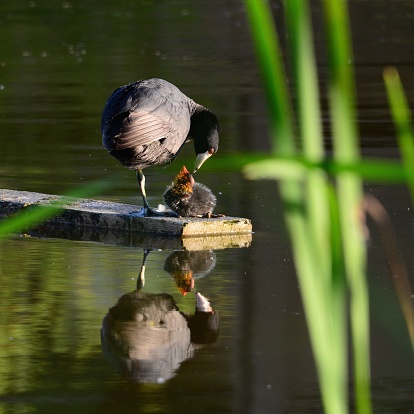 Coot and duckling in community pond, Fort McMurray, Alberta