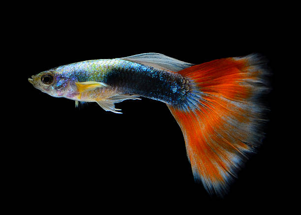 istock Beautiful Guppy Isolated on Black Background 525768845