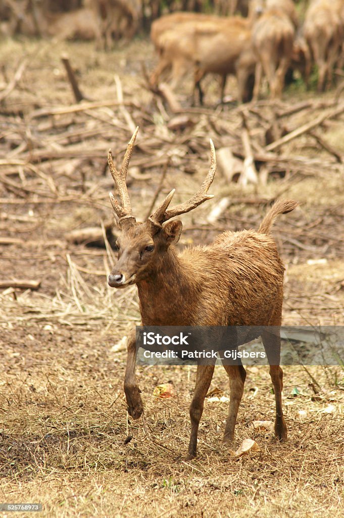 Javan rusa Names: Javan rusa, Javan rusa deer Animal Stock Photo