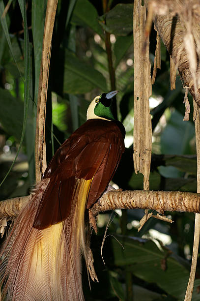 istock Greater Bird-of-paradise 525769055