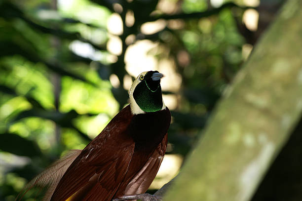 istock Greater Bird-of-paradise 525769057