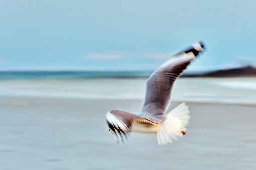 Fleeting moment of a bird flying by at the ocean