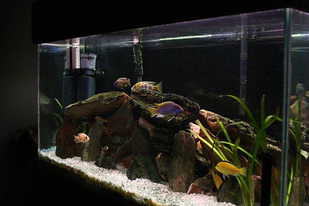 istock African cichlid tank 525769575