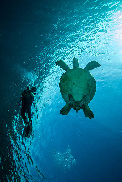 buzo y green sea turtle en kalimantán derawan, submarinas, indonesia - kalimantan fotografías e imágenes de stock